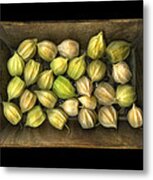 Physalis Peruviana Metal Print