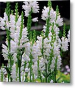 Physostegia Virginiana Summer Snow Metal Print