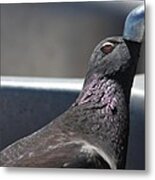 Pigeon In Ecstasy Metal Print