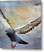 Pigeon On Wing Metal Print