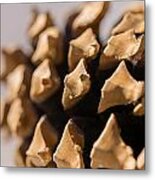 Pine Cone Study 11 Metal Print