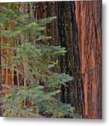 Pine In The Redwoods Metal Print
