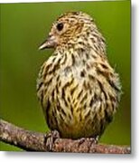Pine Siskin With Yellow Coloration Metal Print