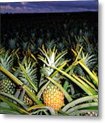 Pineapple Field, Hawaii Metal Print