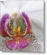 Pink And White Orchid Metal Print