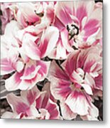 Pink And White Tulips Metal Print