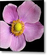 Pink Anemone Metal Print