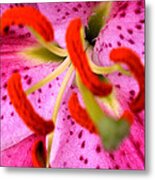 Pink Aroma Metal Print