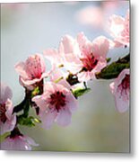 Pink Blossom Metal Print