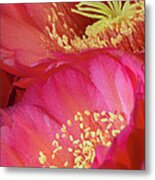 Pink Cactus Flower Bouquet Ii Metal Print