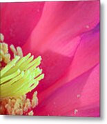 Pink Cactus Flower Metal Print