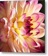 Pink Cream And Yellow Dahlia Metal Print