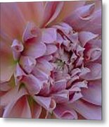 Pink Dahlia Metal Print