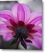 Pink Dahlia Metal Print