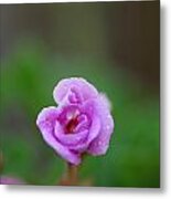 Pink Flower Metal Print