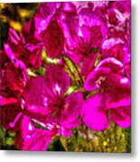 Pink Flowers Lustre Metal Print