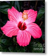 Pink Hibiscus Flower Metal Print