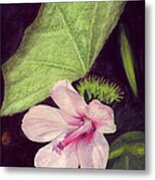 Pink Hibiscus Metal Print