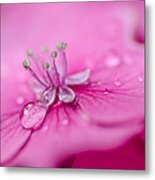 Pink Hydrangea Metal Print
