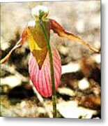 Pink Lady Slipper - Textured Metal Print