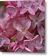 Pink Lilac Metal Print