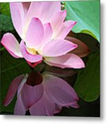 Pink Lotus Reflected In The Lake Metal Print
