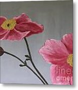 Pink Mexican Aster  - Sold Metal Print