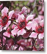 Pink New Zeland Tea Tree Macro Metal Print