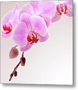 Pink Orchid Metal Print