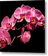 Pink Orchids 3 Metal Print