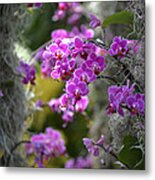 Pink Orchids In The Sun Metal Print