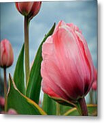 Pink Passion Metal Print