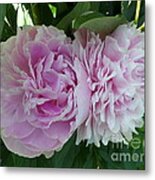 Pink Peonies 2 Metal Print