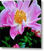 Pink Peony Garden Metal Print