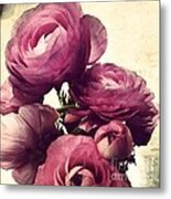 Pink  Ranunculus Metal Print