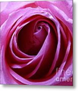 Pink Rose Metal Print