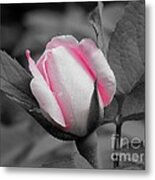 Pink Rose On Black And White Metal Print