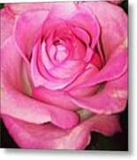 #pink #rose #pinkrose #nature Metal Print