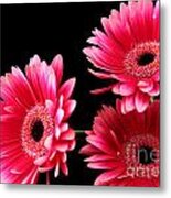 Pink Sisters Metal Print