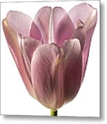 Pink Tulip 2 Metal Print