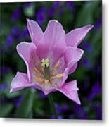 Pink Tulip Flower With A Spot Of Green Fine Art Floral Photography Print Metal Print