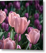 Pink Tulips Metal Print