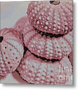 Pink Urchin Shells Metal Print