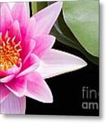 Pink Water Lily And Pad Metal Print