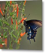 Pipevine Swallowtail Butterfly Metal Print