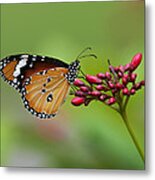 Plain Tiger Or African Monarch Butterfly Dthn0008 Metal Print