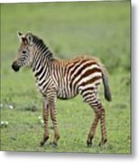 Plains Zebra Foal Metal Print