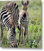 Plains Zebras Metal Print