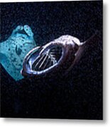 Plankton Feeders Metal Print