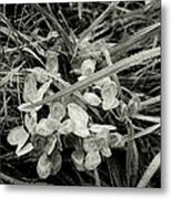 'plant And Grass With Dewdrops' Metal Print